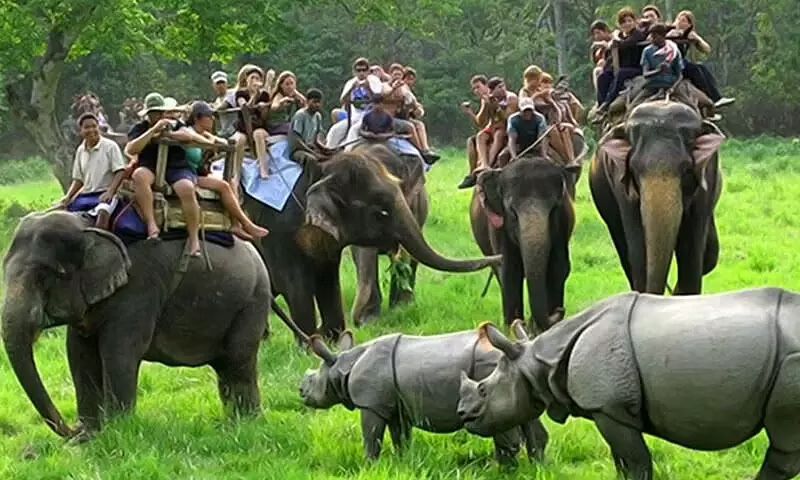 Wildlife of Assam: STIN-2544